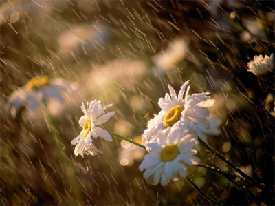 цветы под дождем