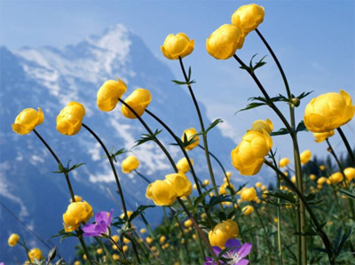 цветы в горах